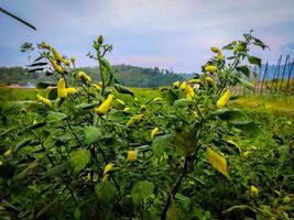 vue sur les plants de piment sur la colline photo