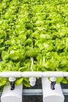 plante de salade de laitue à feuilles vertes biologiques fraîches dans un système de ferme de légumes hydroponique photo