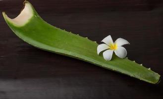 aloe vera sur fond de bois photo