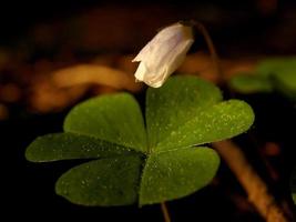 fleur fraîche et fond d'herbe avec des gouttes d'eau de rosée photo