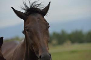 vue de portrait de cheval photo