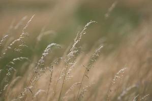 vent dans l'herbe photo