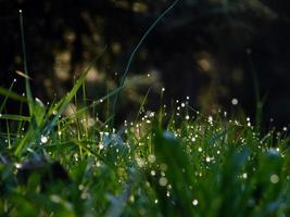 fleur fraîche et fond d'herbe avec des gouttes d'eau de rosée photo