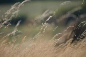 vent dans l'herbe photo