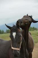 vue de portrait de cheval photo