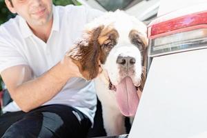 St. chien bernard voyageant en voiture, profitant d'un voyage sur la route photo