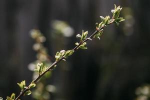 branche printanière, jeunes feuilles et rognons photo