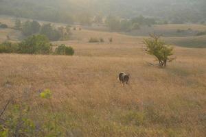 vue sur le paysage d'été photo