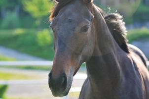 vue sur la nature du cheval photo