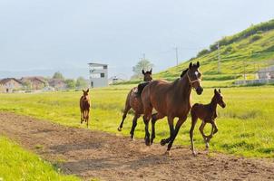 vue sur la nature du cheval photo