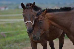 vue de portrait de cheval photo