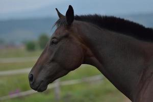 vue de portrait de cheval photo