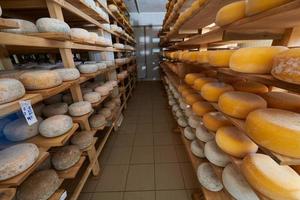 étagères de production de fromagerie avec vieux fromages vieillissants photo