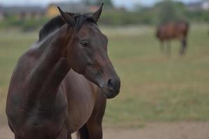 vue de portrait de cheval photo