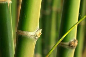 bambou photo