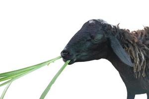 un stand de moutons noirs et pâturé avec enthousiasme isolé sur fond blanc. photo