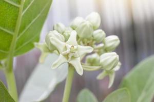 fleurs de couronne blanche ou calotropis giantea fleurissent avec la lumière du soleil dans le jardin sur fond de nature floue.