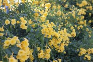 aîné jaune, trompette, fleur de trompette fleurissent dans le jardin pour le fond. photo