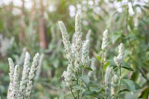 La plante de crevette blanche ou justicia betonica est une herbe de thaïlande utilisée pour guérir une blessure et aider à éteindre le poison. photo