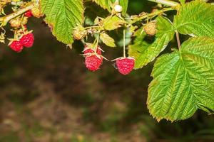 framboisier rouge rubus idaeus l avec fruits et fleurs dans un jardin sauvage. jeunes pousses vertes à bourgeons verts. mise au point sélective. photo