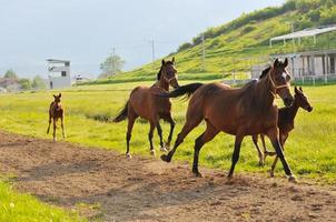 vue sur la nature du cheval photo