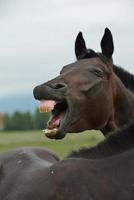 vue de portrait de cheval photo