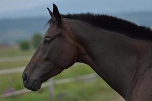 vue de portrait de cheval photo