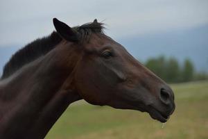 vue de portrait de cheval photo