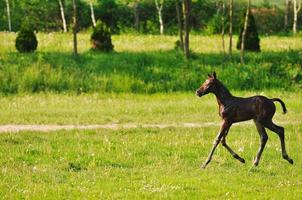 chevaux dans le champ photo