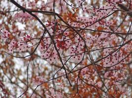 fleurs sur branche photo