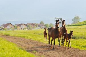 vue sur la nature du cheval photo