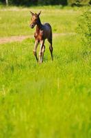 bébé cheval vue photo