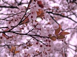 fleurs sur branche photo