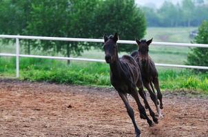 bébé cheval vue photo