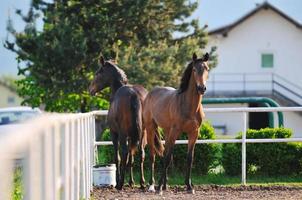 vue sur la nature du cheval photo