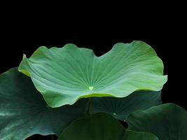 plantes isolées de nénuphars ou de lotus avec des chemins de détourage. photo