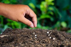 la main d'un agriculteur plantant des graines de plantes photo