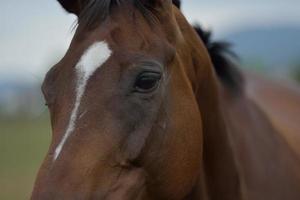 vue de portrait de cheval photo