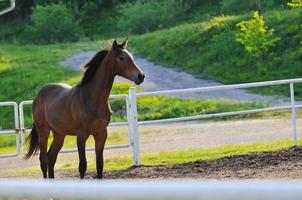 vue sur la nature du cheval photo