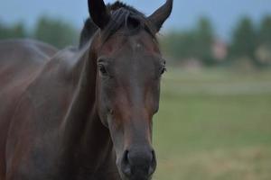 vue de portrait de cheval photo