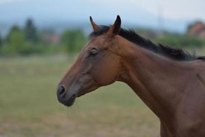 vue de portrait de cheval photo