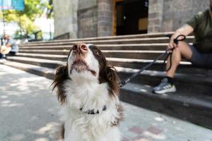 heureux border collie dans la rue en regardant les gens passer photo