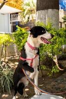 chien heureux dans la rue en regardant les gens passer photo