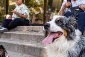 deux chiens ensemble. heureux border collie dans la rue en regardant les gens passer photo