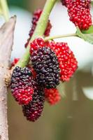 le mûrier sur l'arbre est un petit fruit dans la nature photo