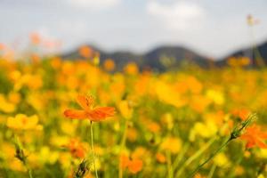 fleur de cosmos orange dans le champ photo