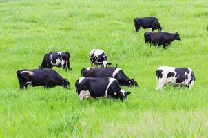 vaches au pâturage photo