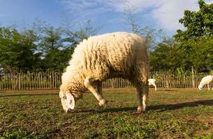 moutons paissant dans la ferme photo