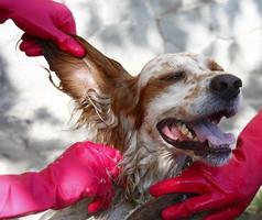 personnes portant des gants rouges, laver un chien