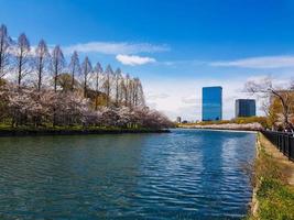 une vue d'un coin du parc autour du château d'Osaka, où fleurissent des cerisiers soigneusement disposés. photo